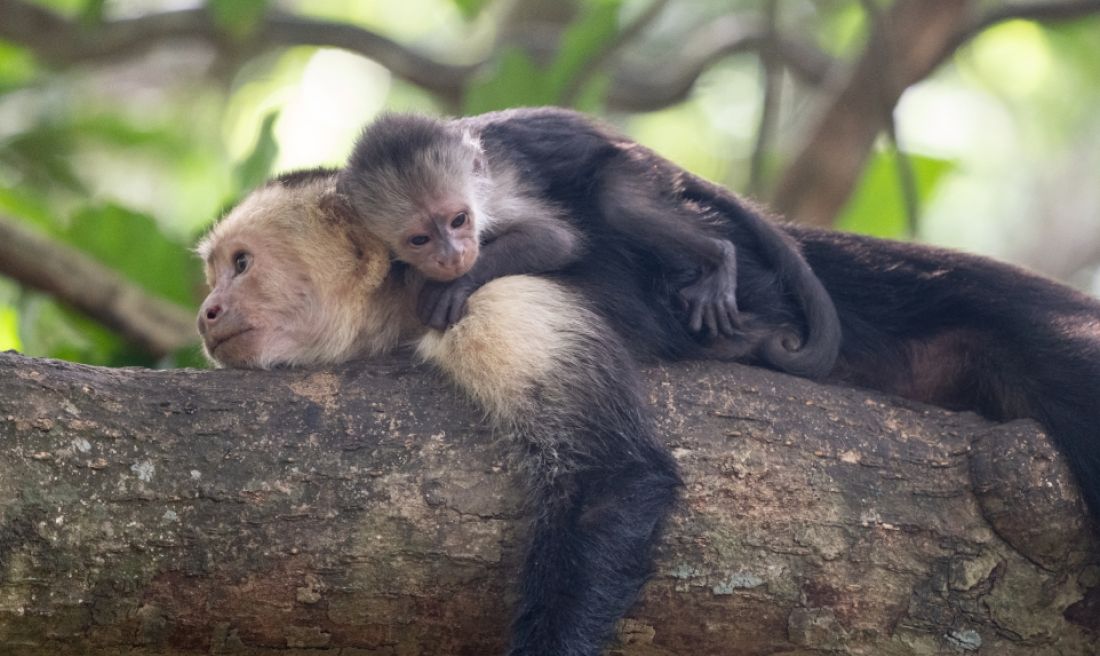 Monkey